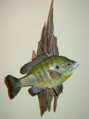 copyofbluegillmount002.jpg